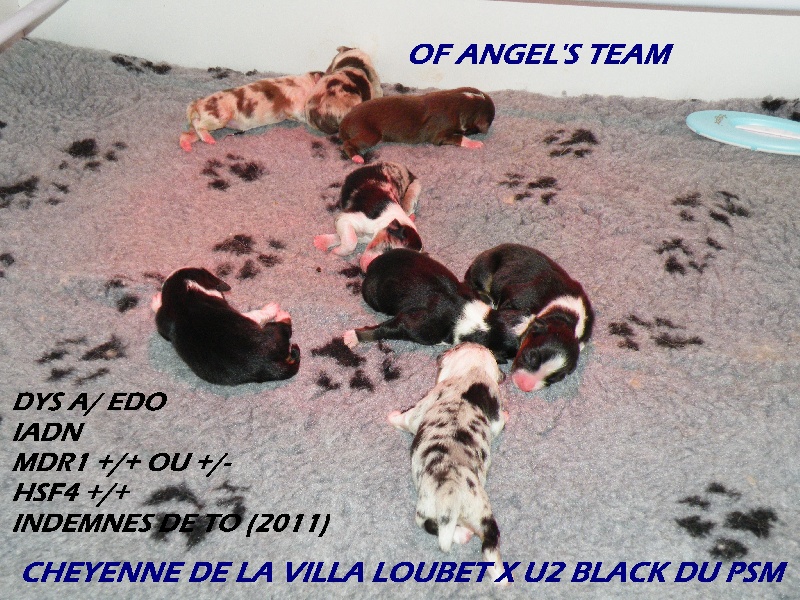Of Angel's Team - Berger Australien - Portée née le 22/07/2011