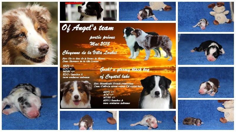 Of Angel's Team - Berger Australien - Portée née le 09/05/2015